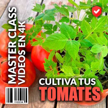 Cómo cultivar tomates en casa